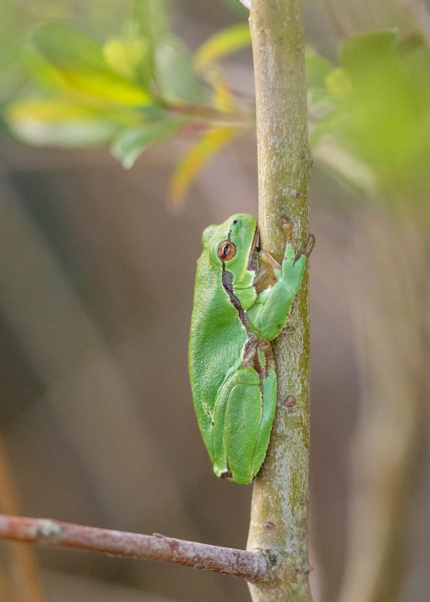 Rainette_verte_©Axel_MARTIN