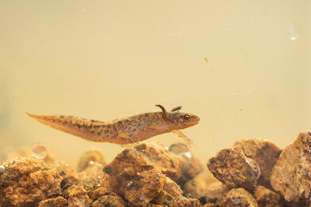 Triton_marbré_©Axel_MARTIN-(3)